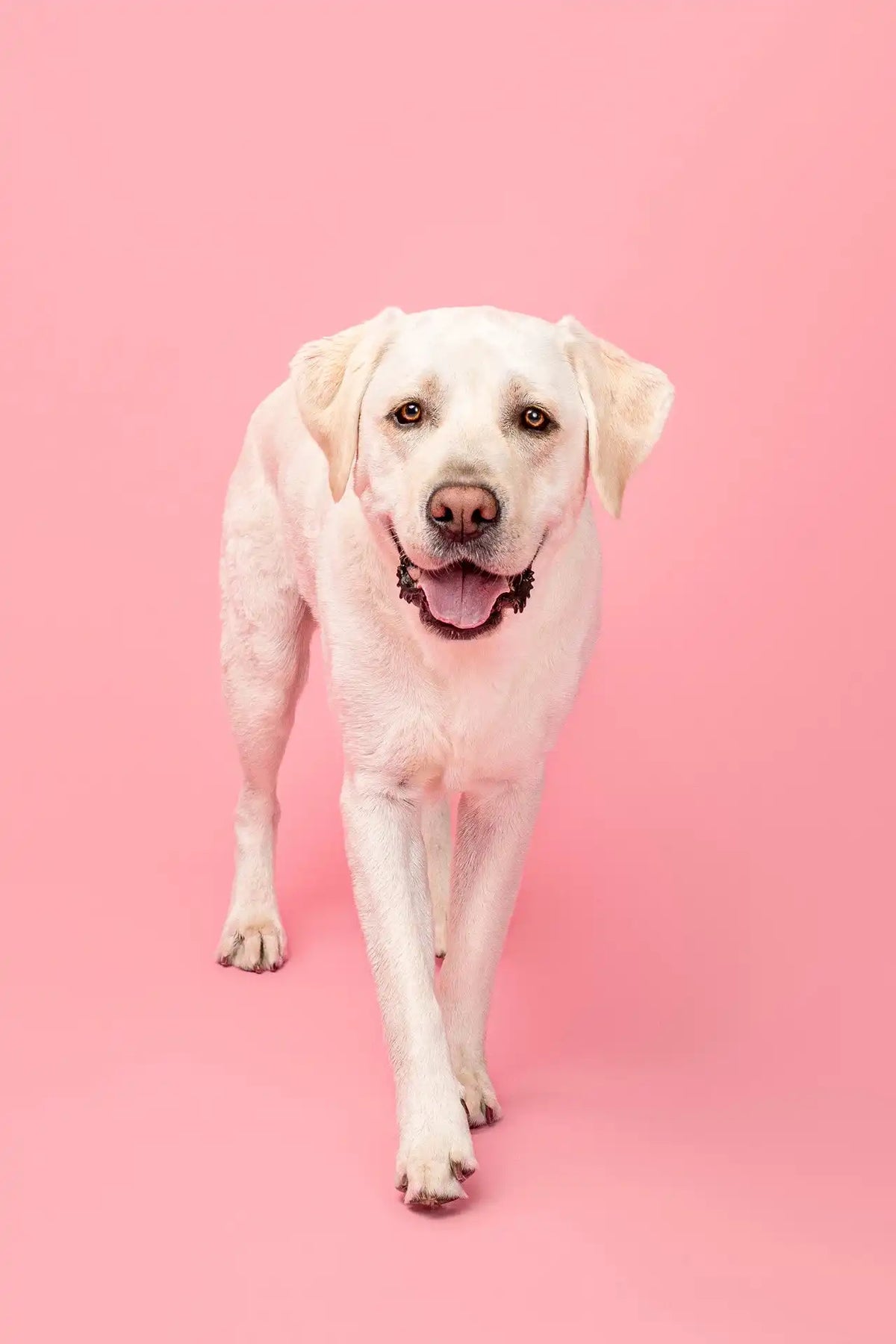 Fur Kids Freshen Up Pup Pet Wipes | Apple Cream | 60 ct