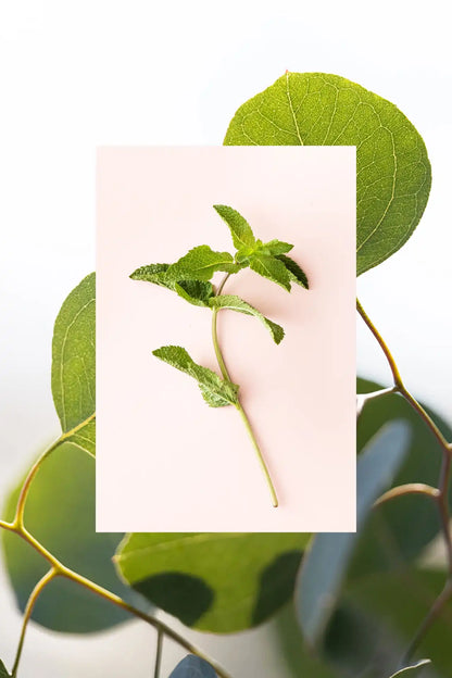 Deodorant | Eucalyptus + Fresh Mint | 2.7 oz