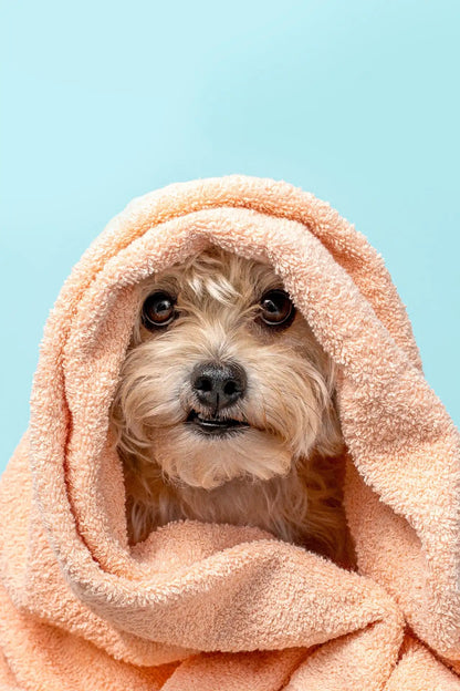 Fur Kids Sensitive Coat Shampoo + Conditioner | Aloe + Oatmeal | 16 oz