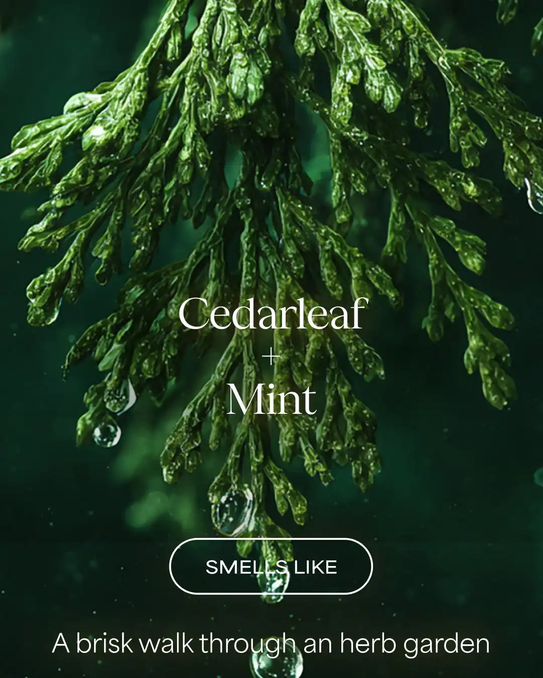 Cedarleaf Mint Recharge Body Wash | Cedarleaf + Mint | 20 fl oz
