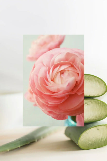 Deodorant | Beach Rose + Aloe | 2.7 oz