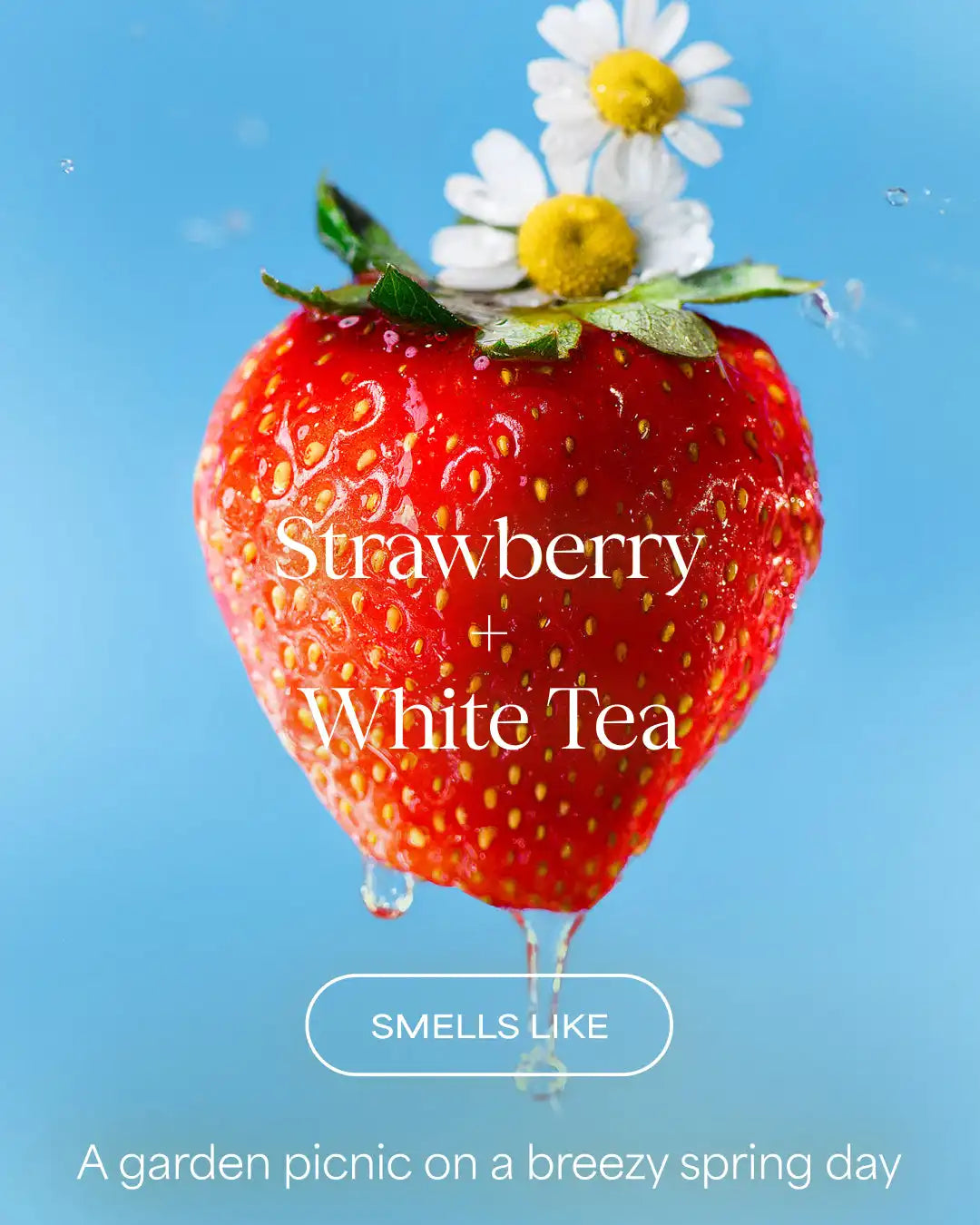 The Volume Revive Shampoo | Strawberry + White Tea | 16 fl oz