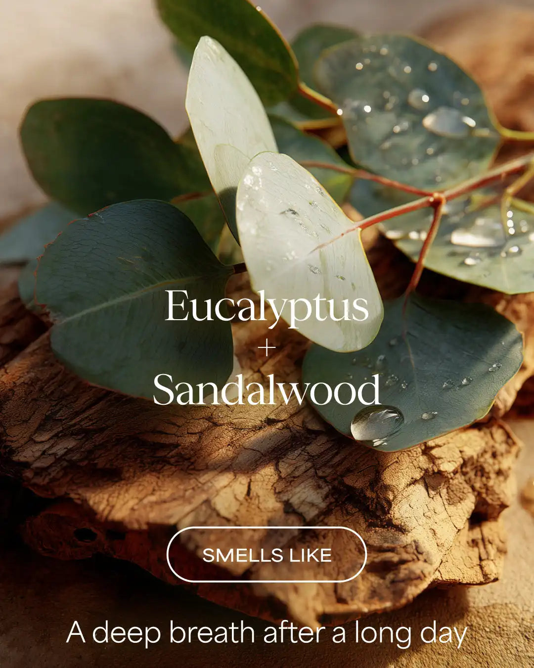 Eucalyptus Sandalwood Boost Body Wash | Eucalyptus + Sandalwood | 20 fl oz